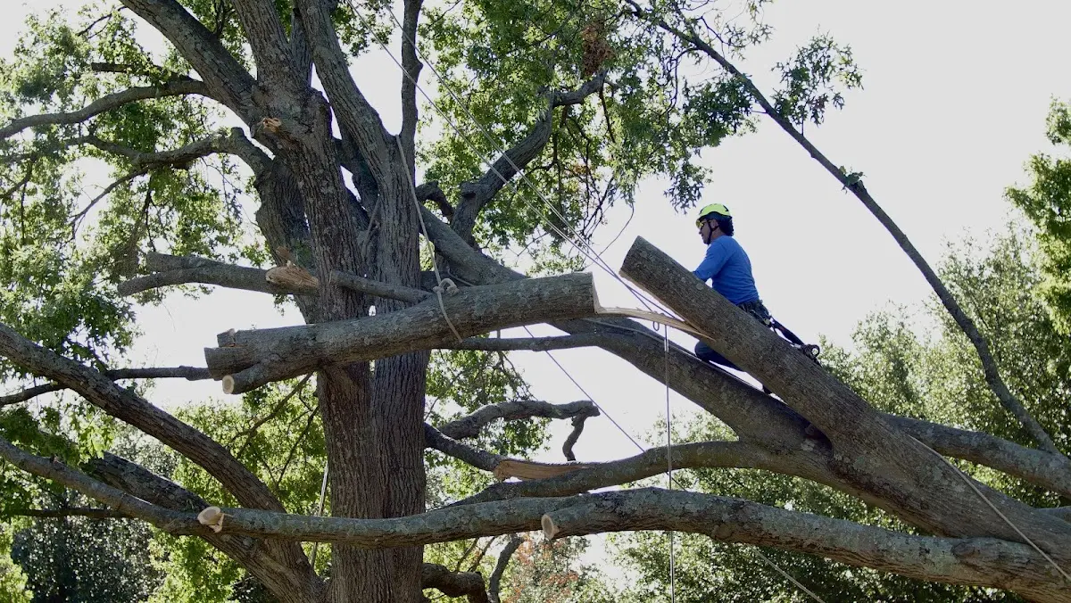 Professional Hazardous Tree Removal performed by certified arborists in East Bridgewater