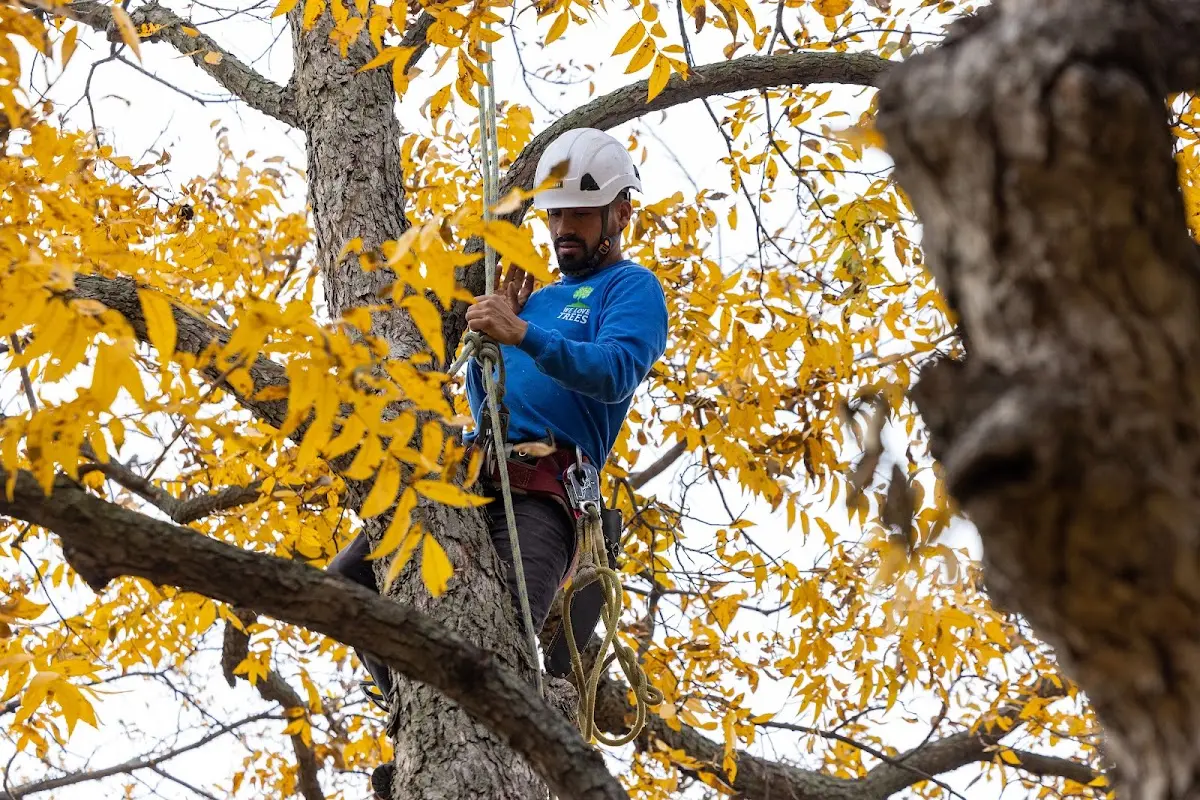 Skilled Tree Planting crew working in East Bridgewater